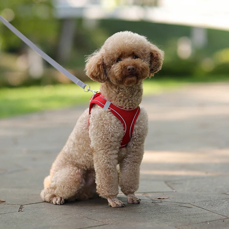 Adventure-Ready Pet Harness